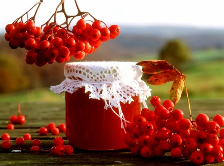 붉은 로완 열매 수확