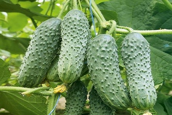 비야츠키 오이 품종