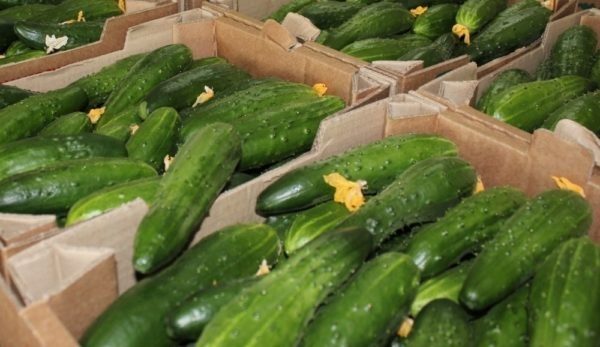 품종 "운동선수 f1"