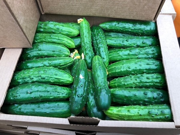 오이 운동선수 f1