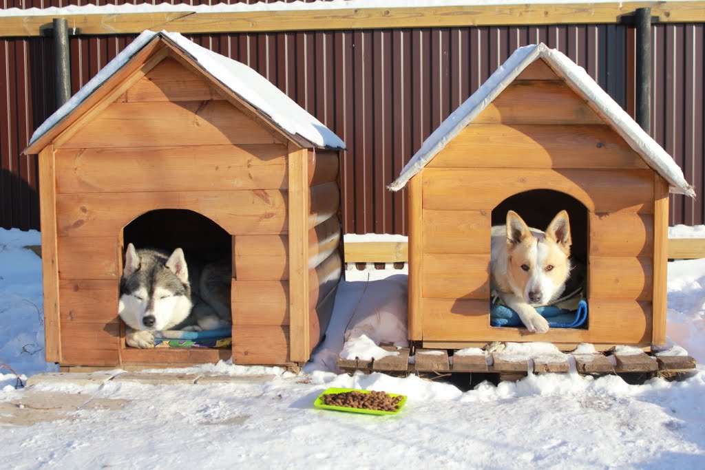 따뜻한 개집: 개집 단열을 위한 유용한 팁