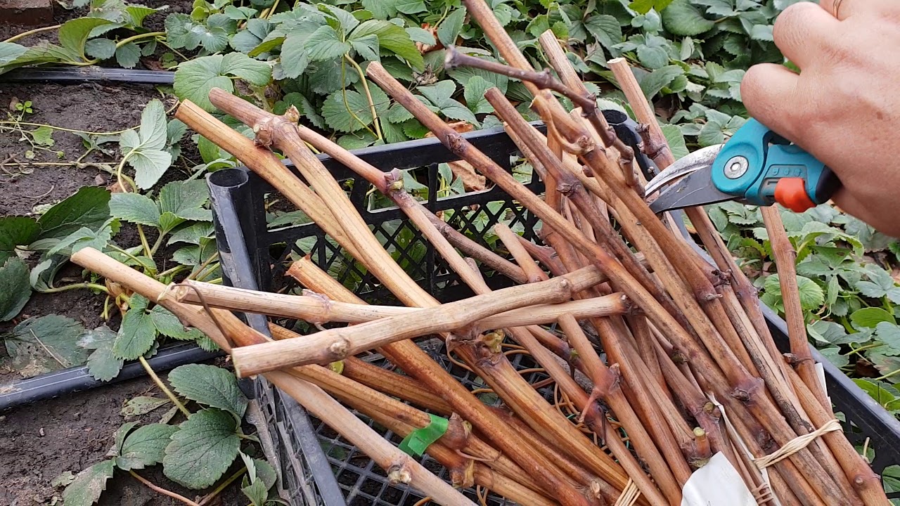 가을: 봄에 심기 위해 포도나무 가지를 잘라야 할 때입니다.