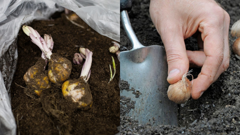 왜 가을에 유스토마를 심어야 할까요? 그리고 올바르게 심는 방법은 무엇일까요?
