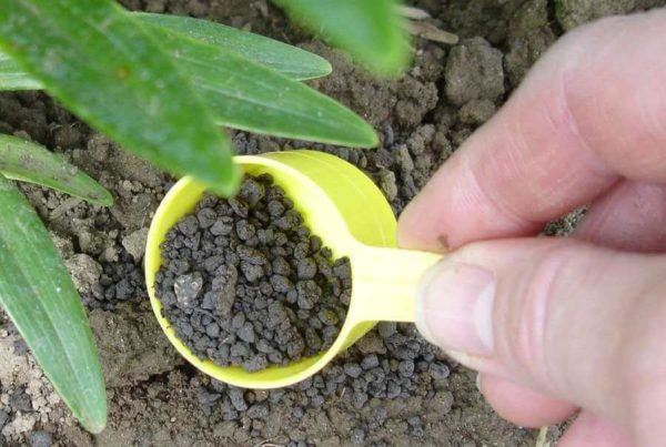 모란에 비료를 주다