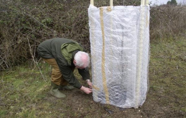 어린 나무를 덮는 방법