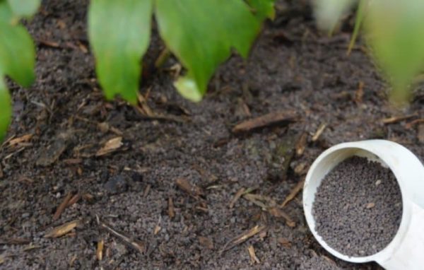 모란에는 어떤 종류의 비료가 필요한가요?