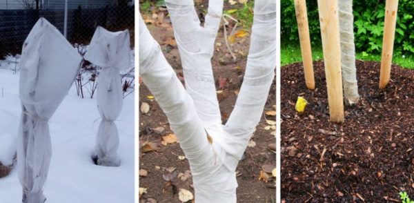 겨울철 나무를 덮는 방법