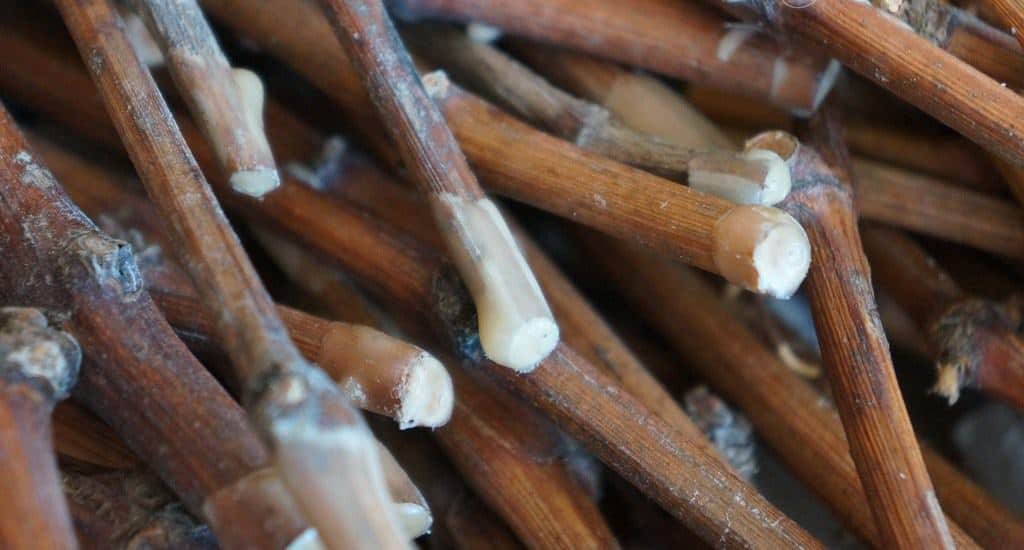 포도 꺾꽂이 보관 방법