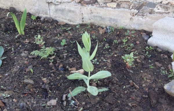 유스토마를 땅에 이식할 때