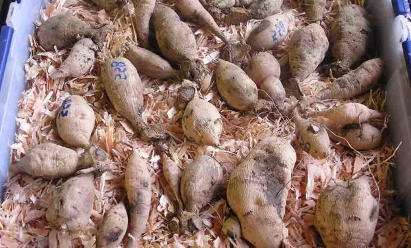 다년생 괴경 보관