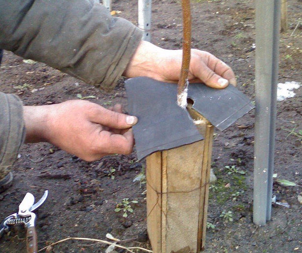 살구를 덮는 과정