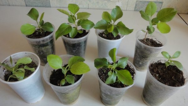 컵에 담긴 배콩나물