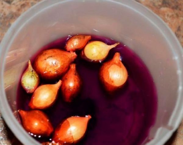 양파 심기 준비