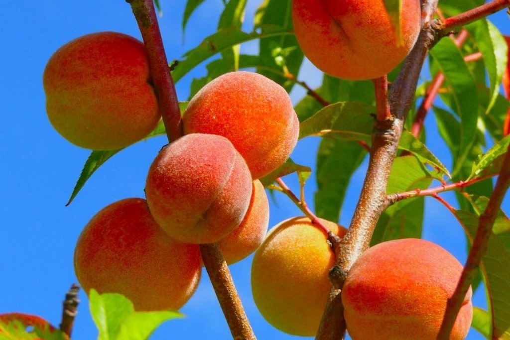 복숭아를 키우다