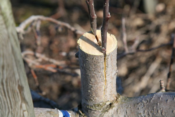 사과나무에 배를 접붙이는 가능성