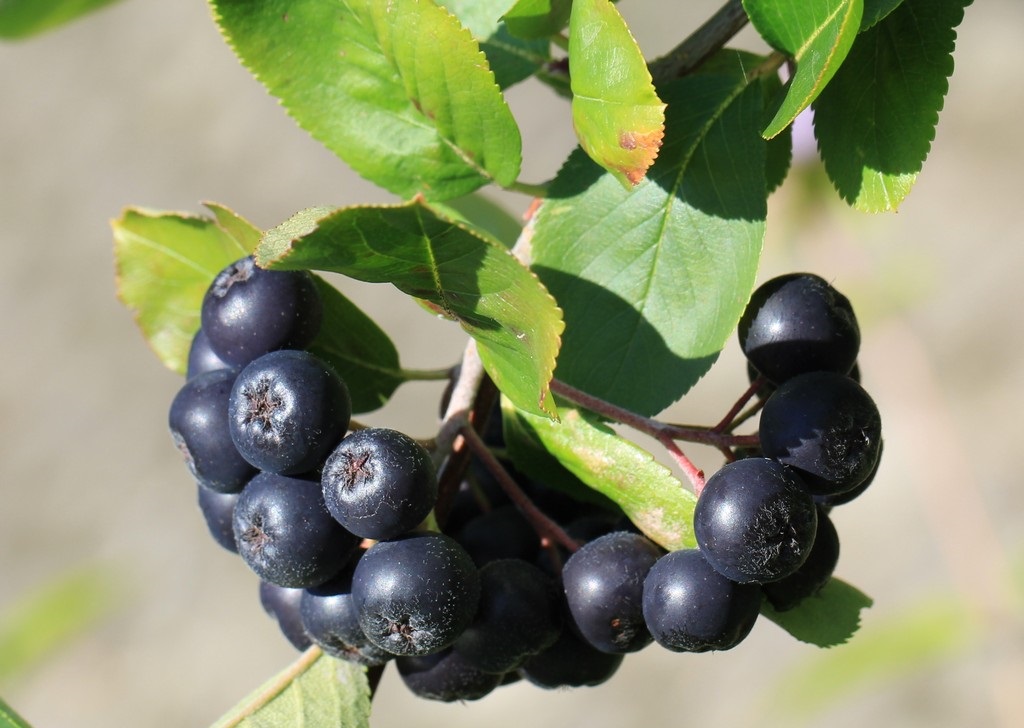 아로니아 초크베리