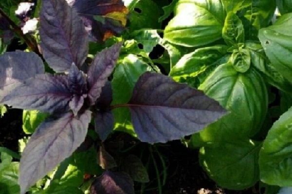 모스크바 보가티르