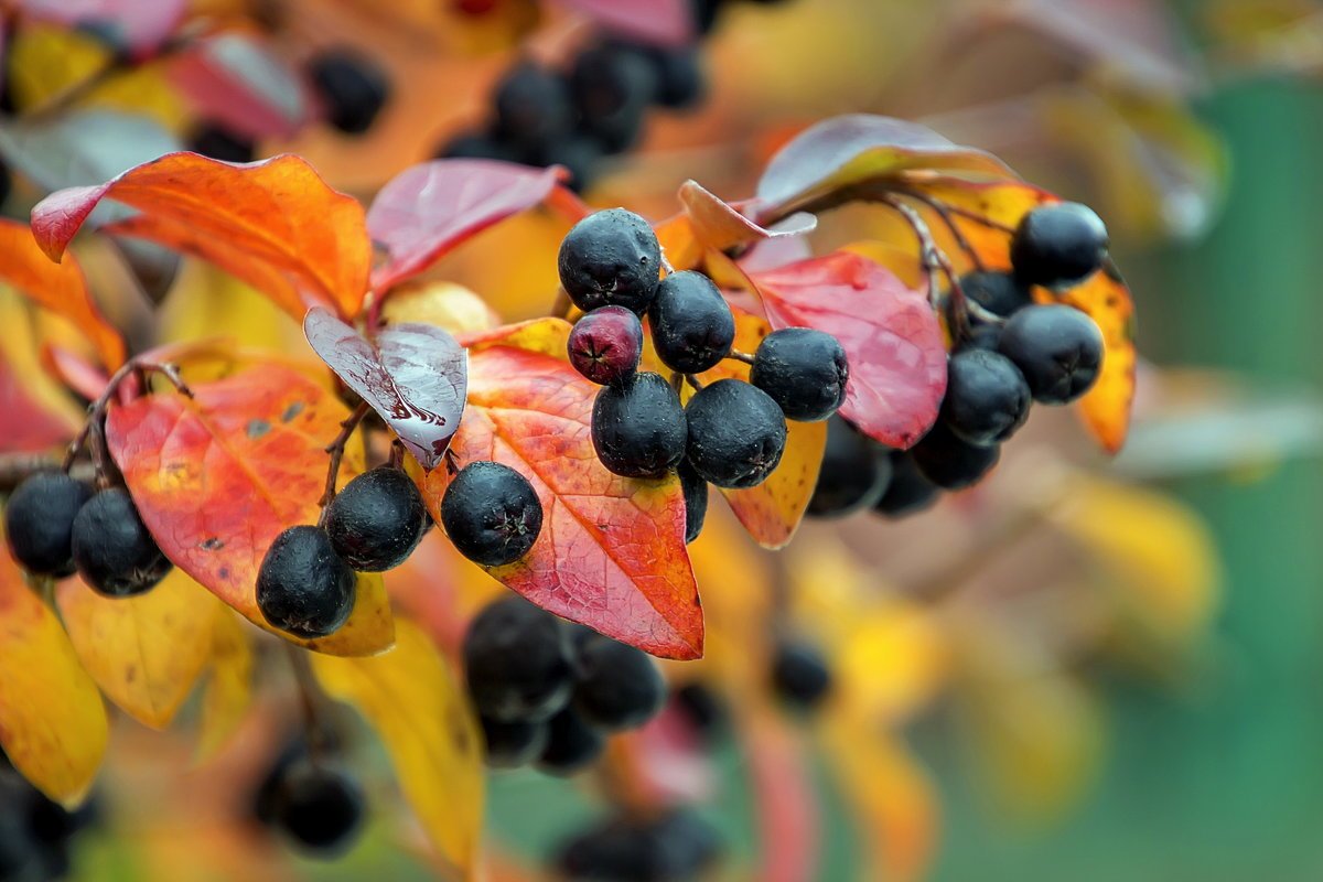 가을의 검은 아로니아