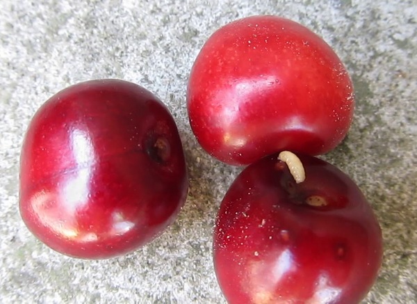 체리 속의 벌레