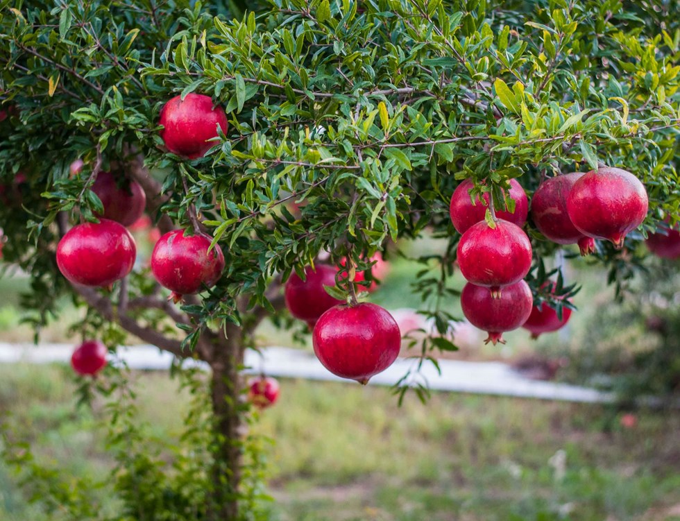 석류 재배