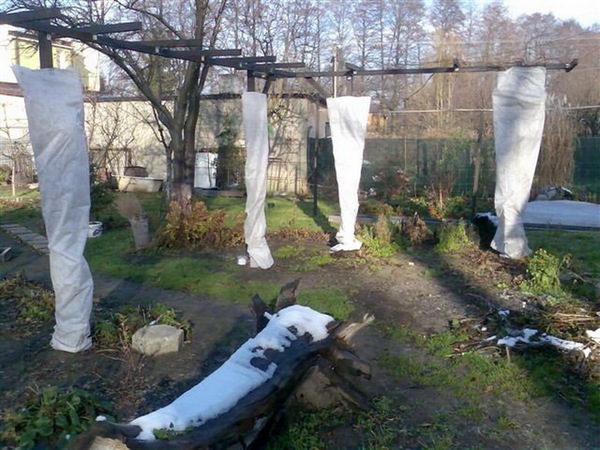 겨울철 복숭아나무를 덮고 단열하는 방법