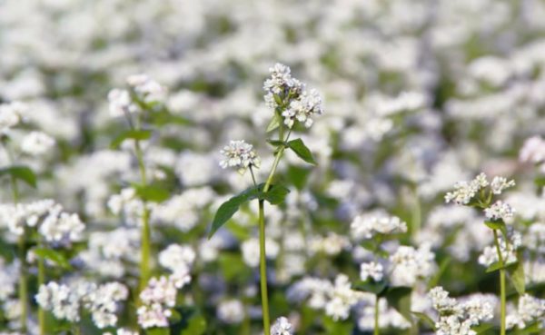 녹비로서의 메밀