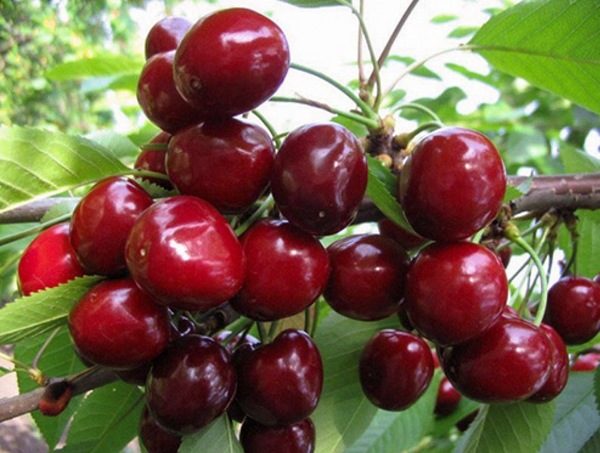 체리 발레리 치칼로프