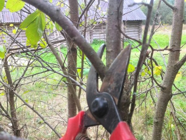 봄에 매화나무 가지치기