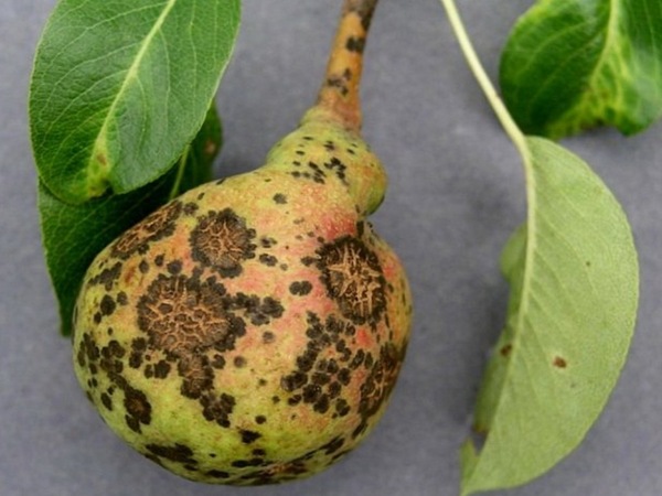 배에 딱지가 생겼다