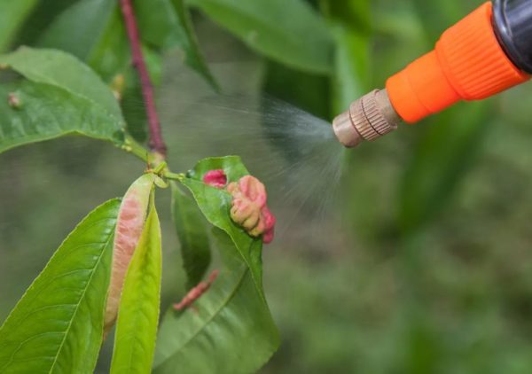 가을에 복숭아 수확하기