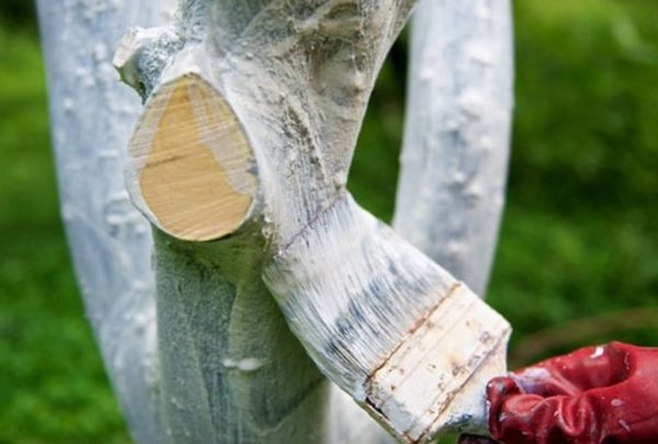 가을에 복숭아 수확하기