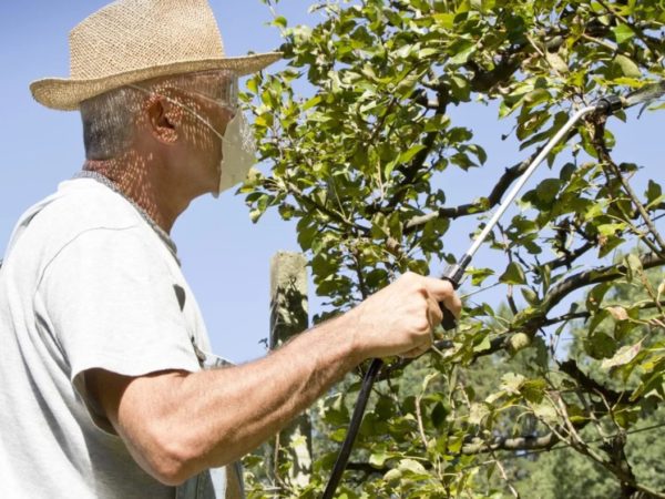 가을에 복숭아 수확하기