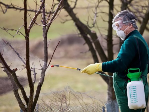 가을에 복숭아 수확하기