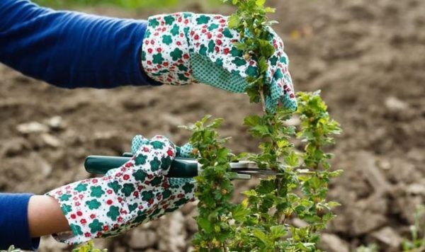 겨울을 대비해 구스베리 준비하기