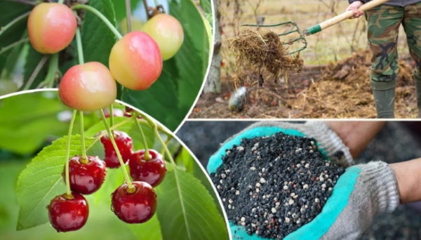 체리에 비료 주기