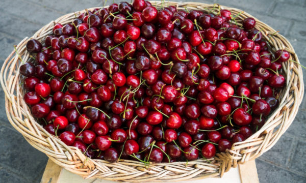 체리 수확