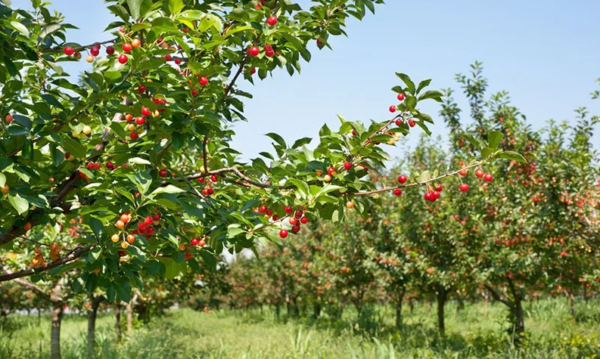 왜성 체리 품종