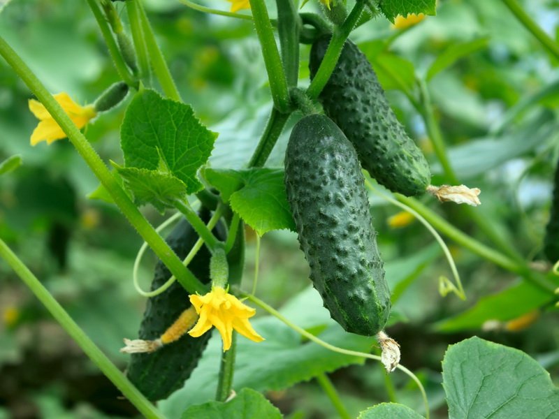 중간 크기의 오이 품종