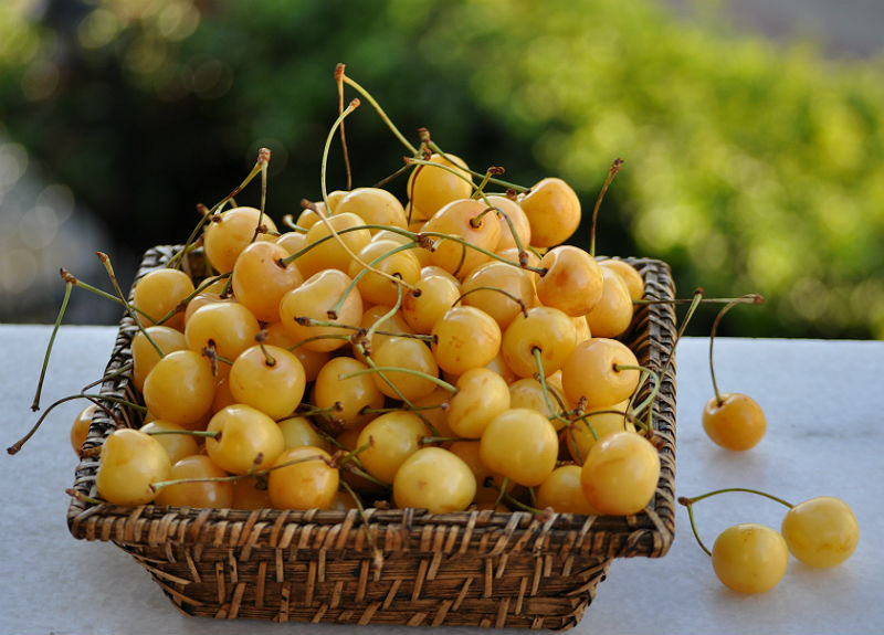 노란 체리 품종