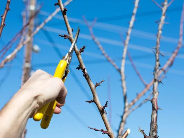 결실을 늘리는 방법