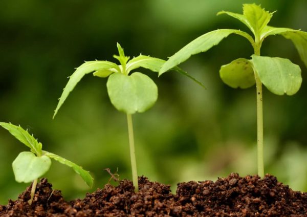 식물 생장 촉진제