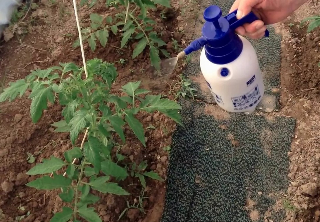 식물 생장 촉진제