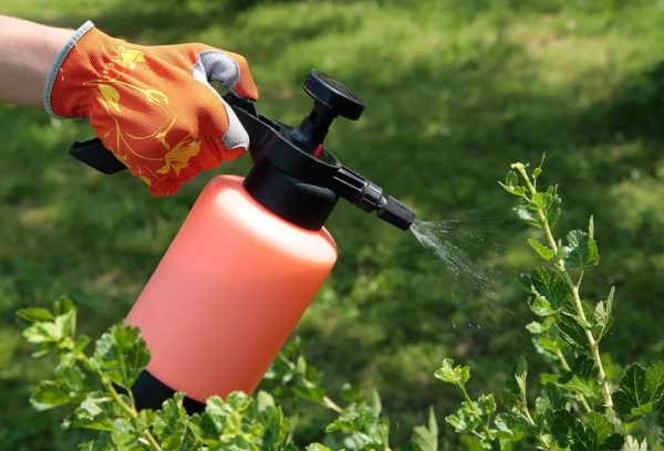 식물 생장 촉진제