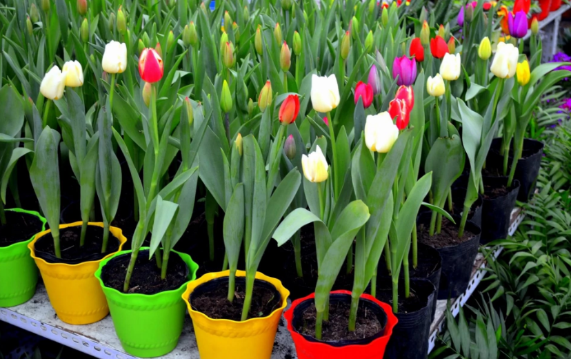 튤립 강제 재배