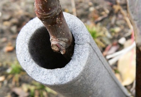 기둥형 묘목의 서리 보호