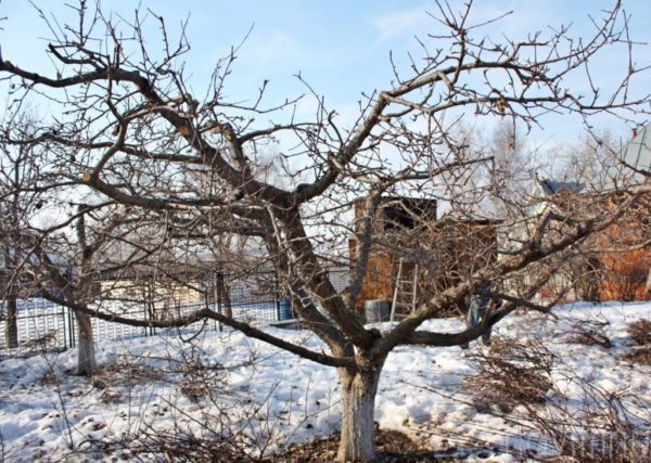 겨울의 사과나무