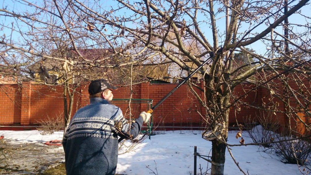 겨울에 사과나무 가지치기