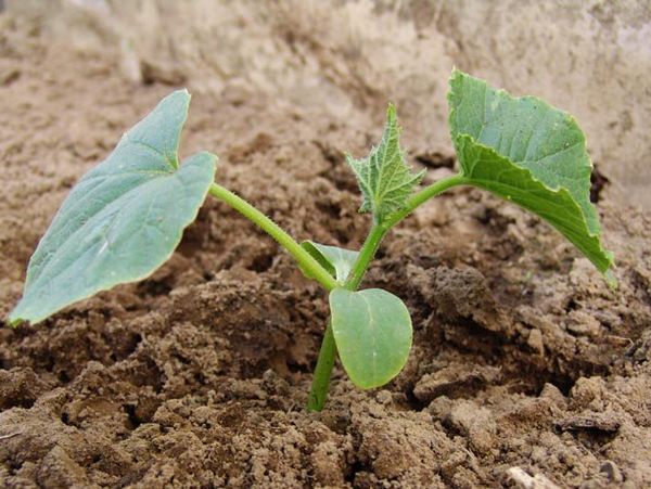 6월 오이 심기에 좋은 날씨