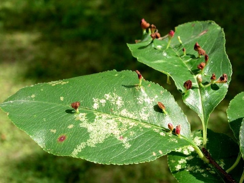 담즙 진드기에 대한 배나무 치료 방법