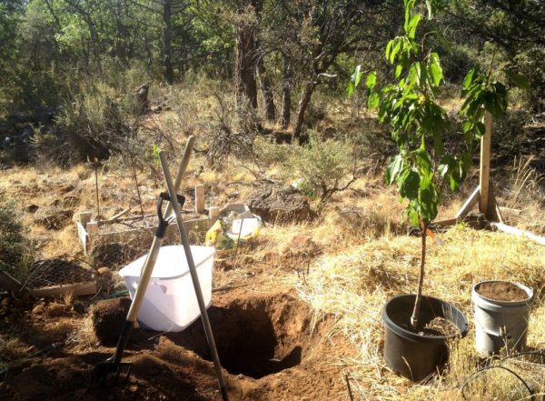 최고의 체리 품종